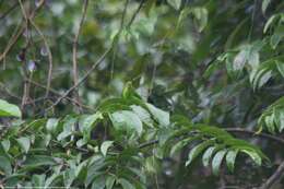 Image of leafbird