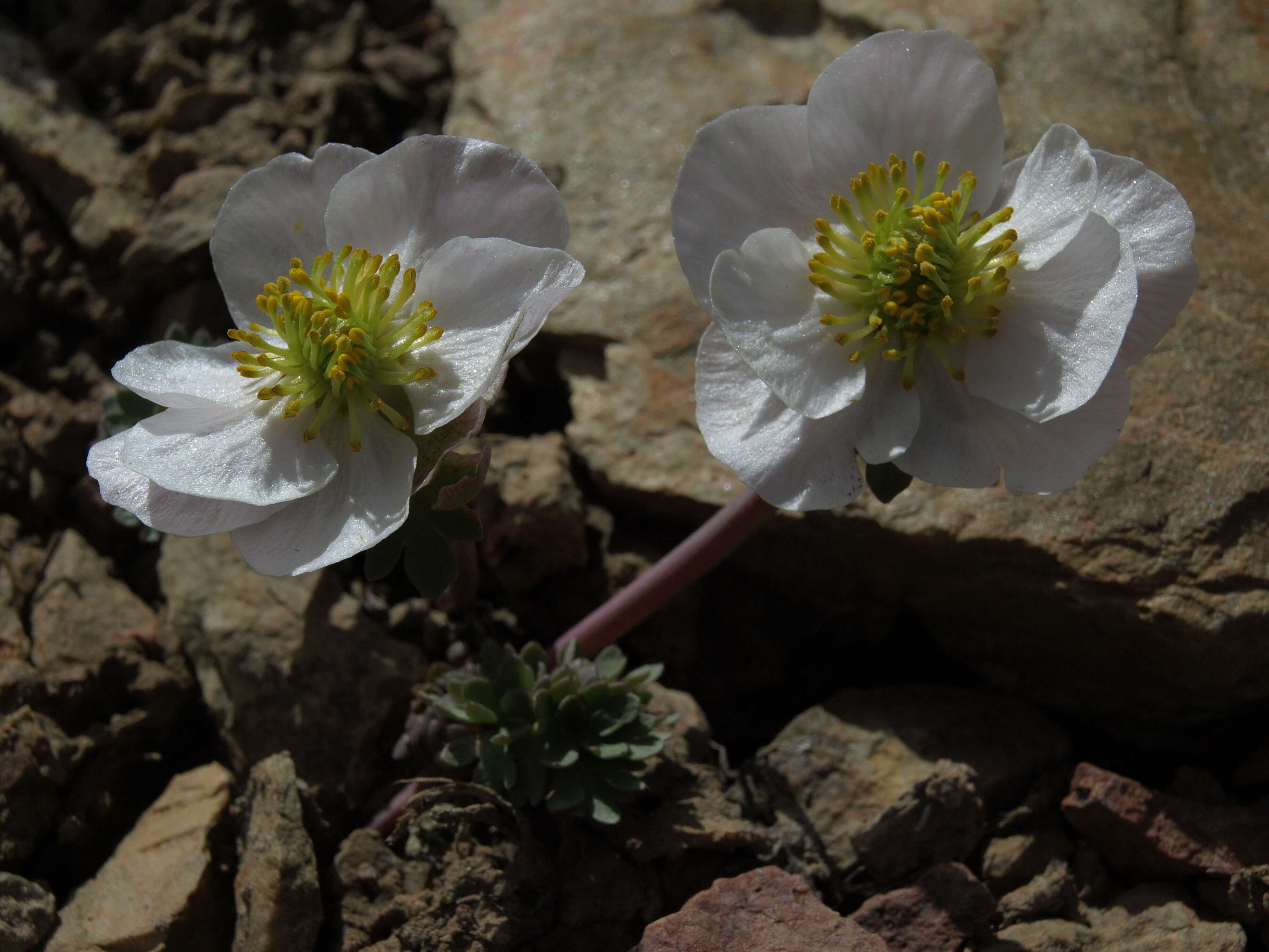 Image of Anderson's buttercup