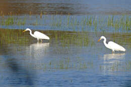 Image of Great Egret