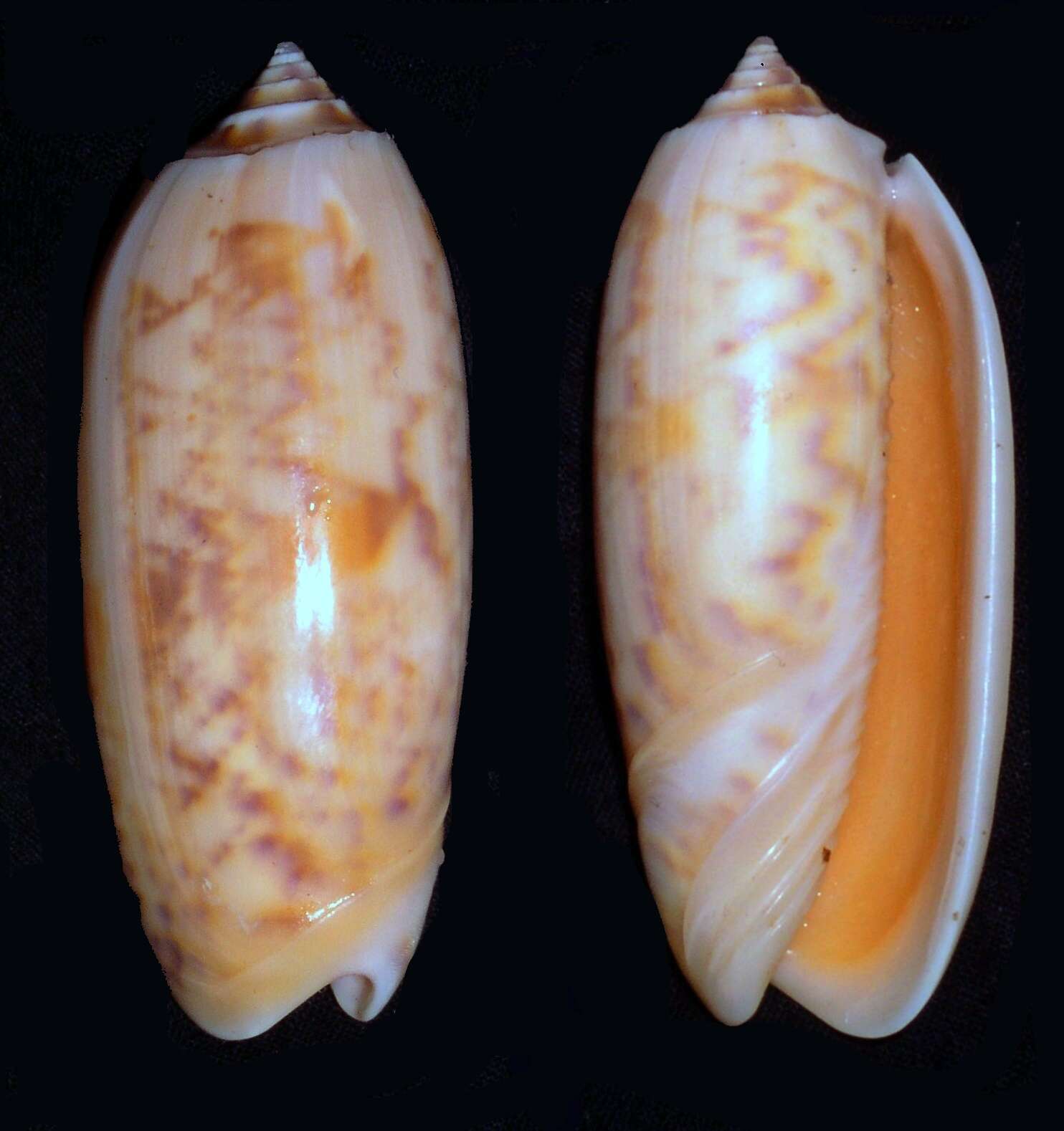 Sivun Olivinae Latreille 1825 kuva