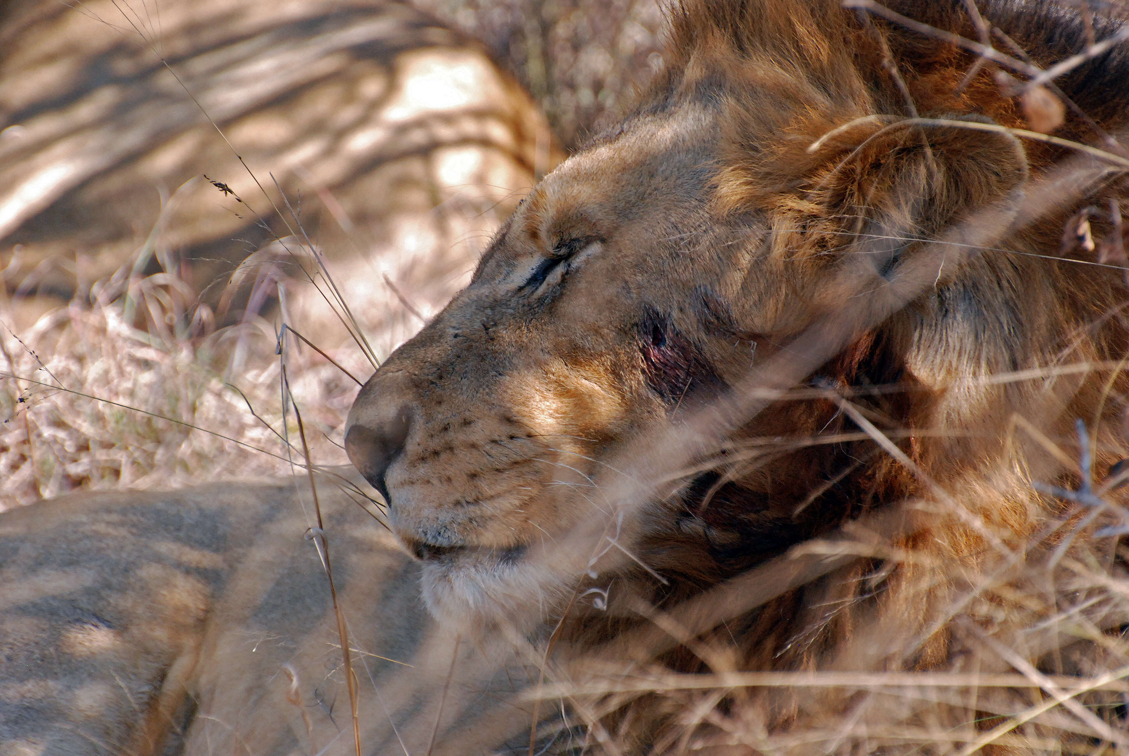 Image of African Lion