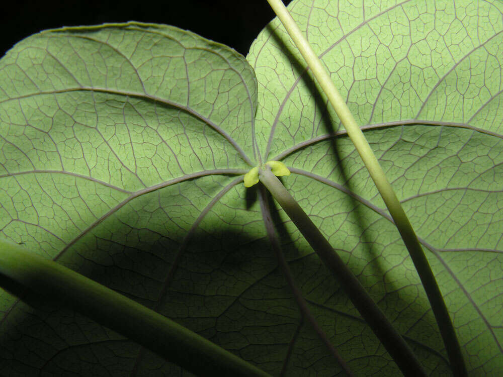 Sivun Passiflora seemannii Griseb. kuva