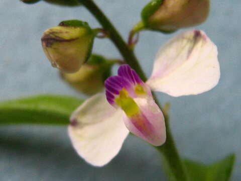 Image of Asemeia ovata (Poir.) J. F. B. Pastore & J. R. Abbott