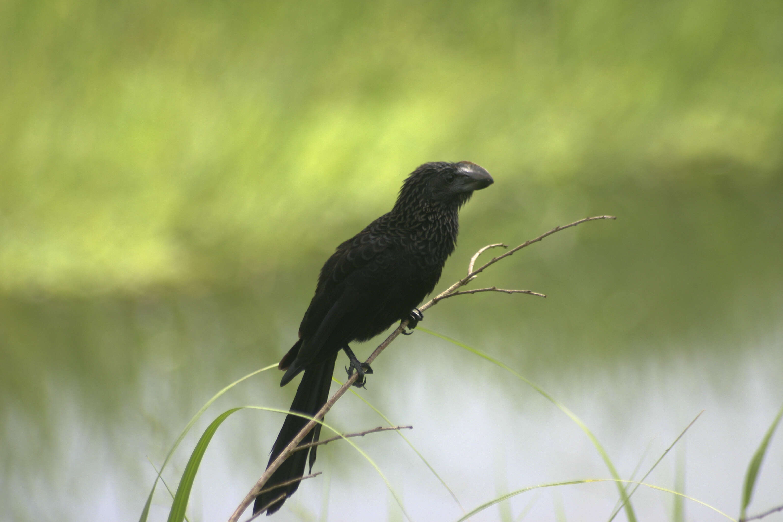 Plancia ëd Crotophaga Linnaeus 1758