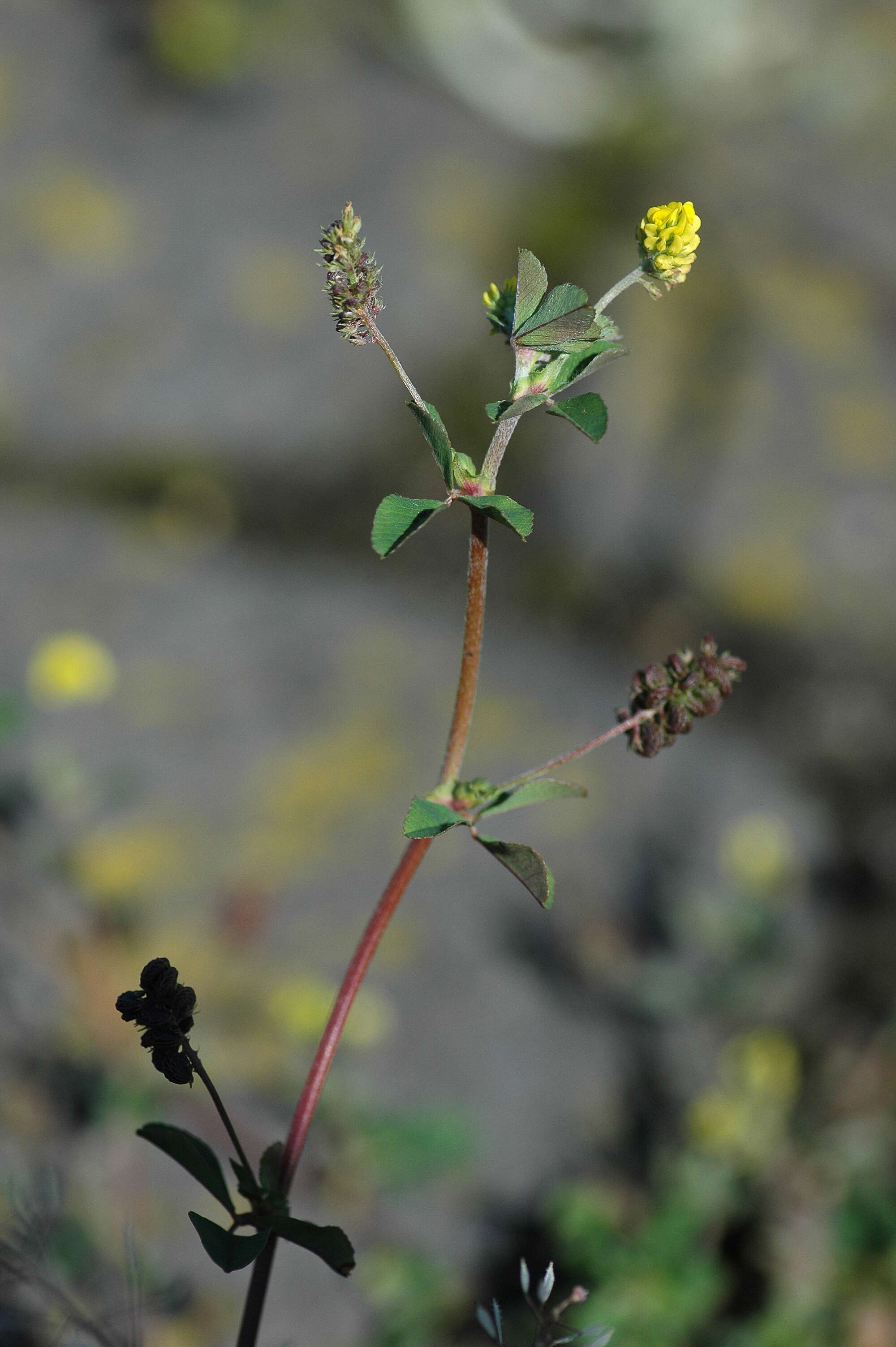 Слика од Medicago