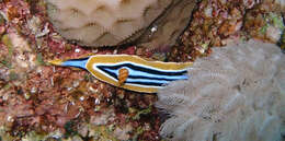 Image of Coi kunei hybrid skirt lifter slug