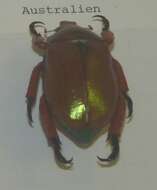 Image of King Beetle