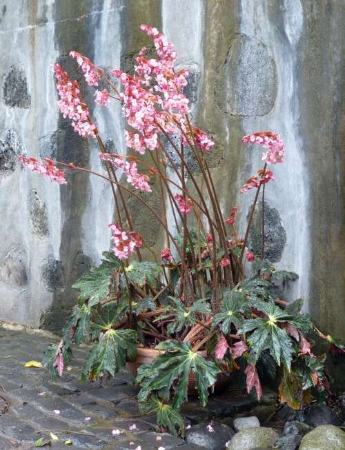 mídia de Begonia heracleifolia Schltdl. & Cham. - Enciclopédia da Vida