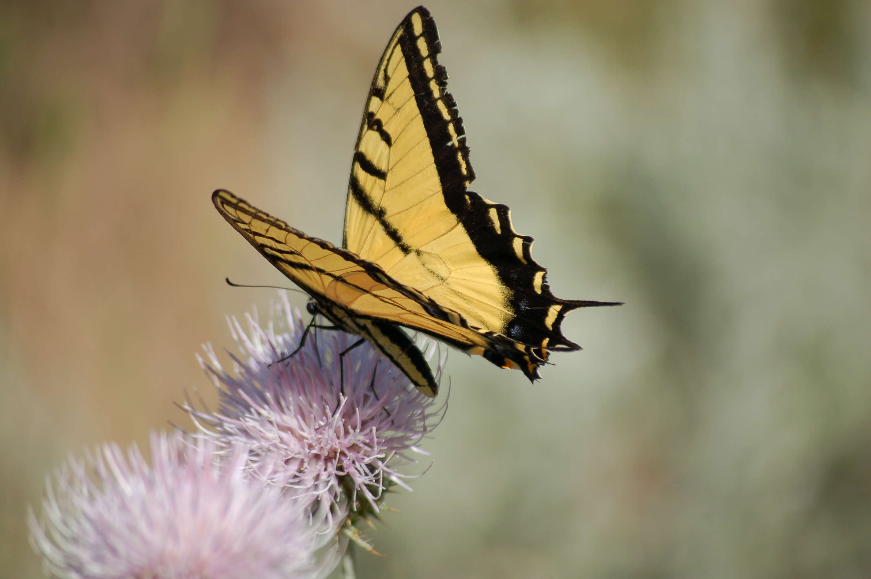 Papilio resmi