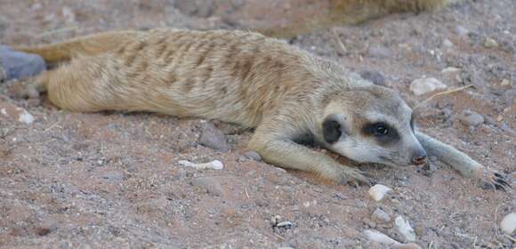 Image de Suricata Desmarest 1804