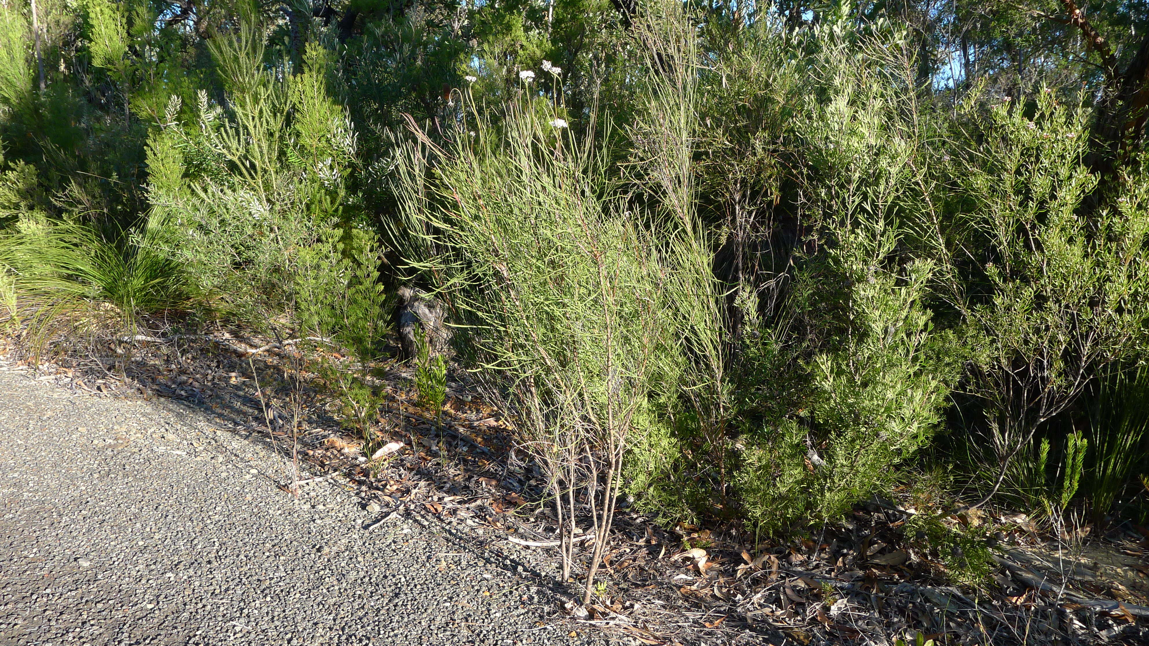 Image of Conospermum longifolium Sm.