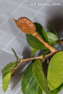 Image of Cynometra bauhiniifolia Benth.