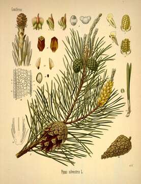 Image of Scotch Pine