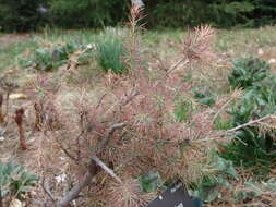 Image of Deodar cedar