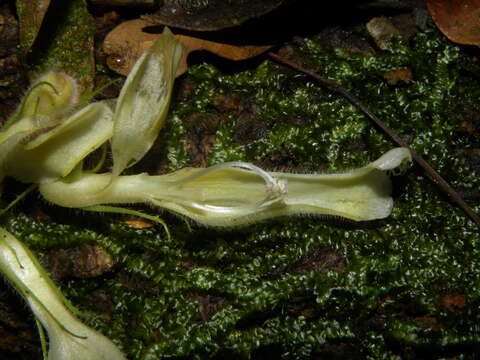 Image of Paradrymonia decurrens (C. V. Morton) Wiehler