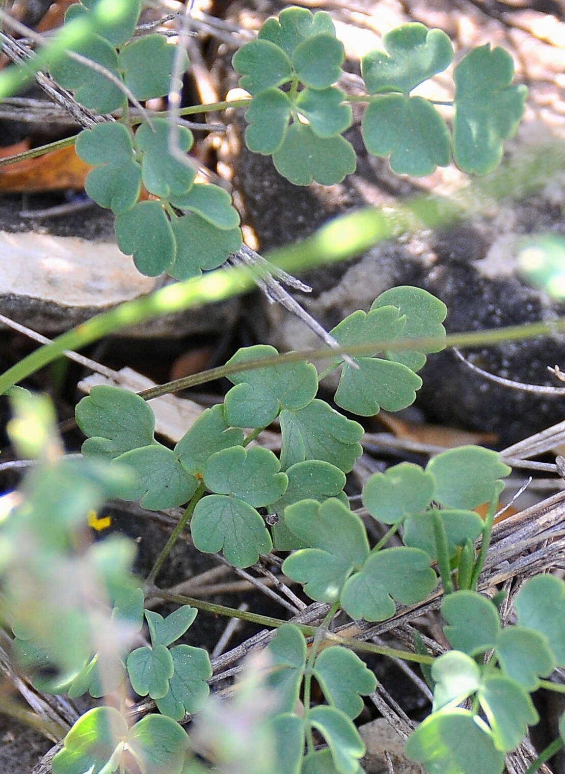 Image of Thalictrum tuberosum L.