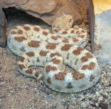 Image of Saharan horned viper