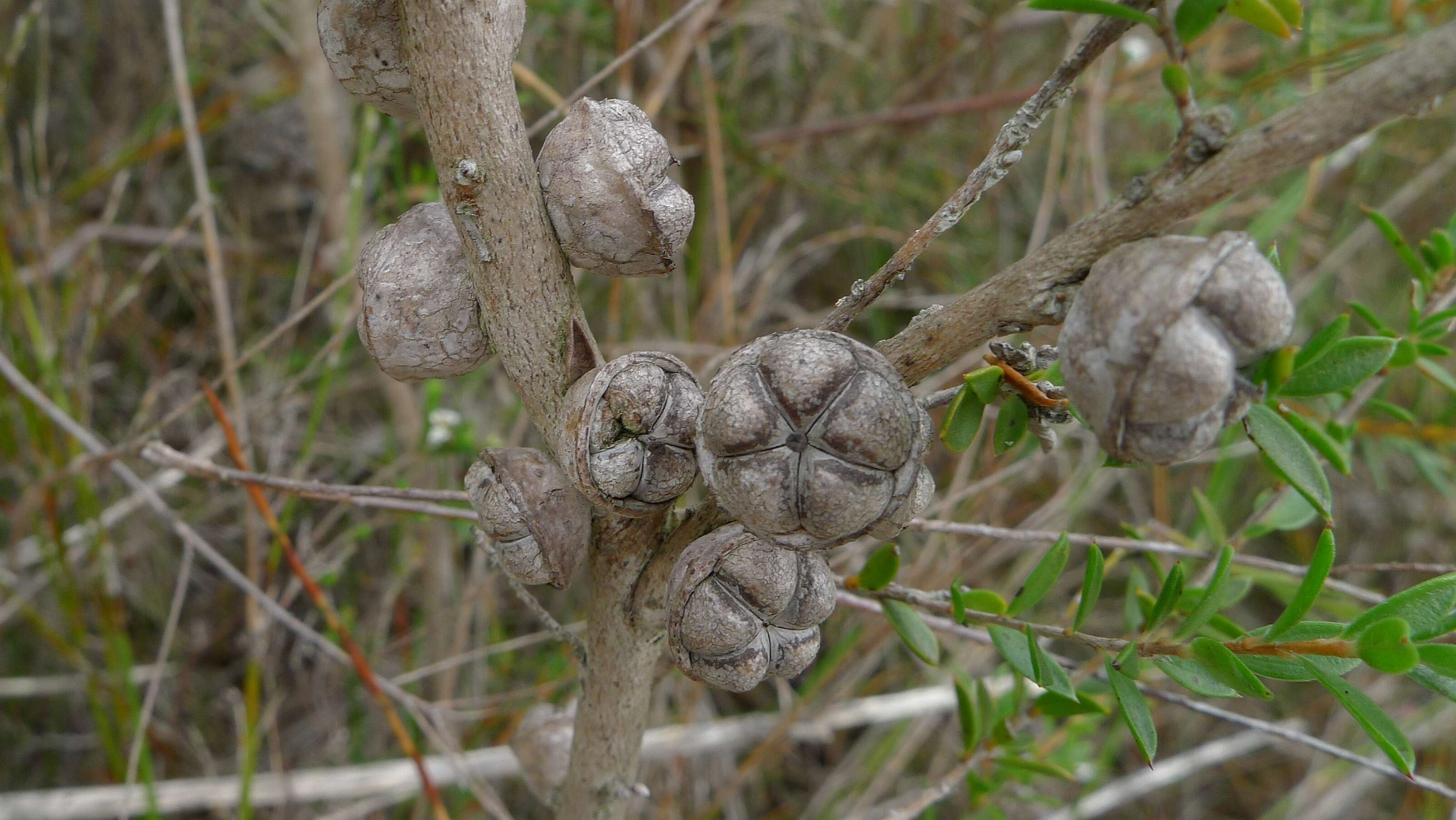 Image of Pink Tea Tree