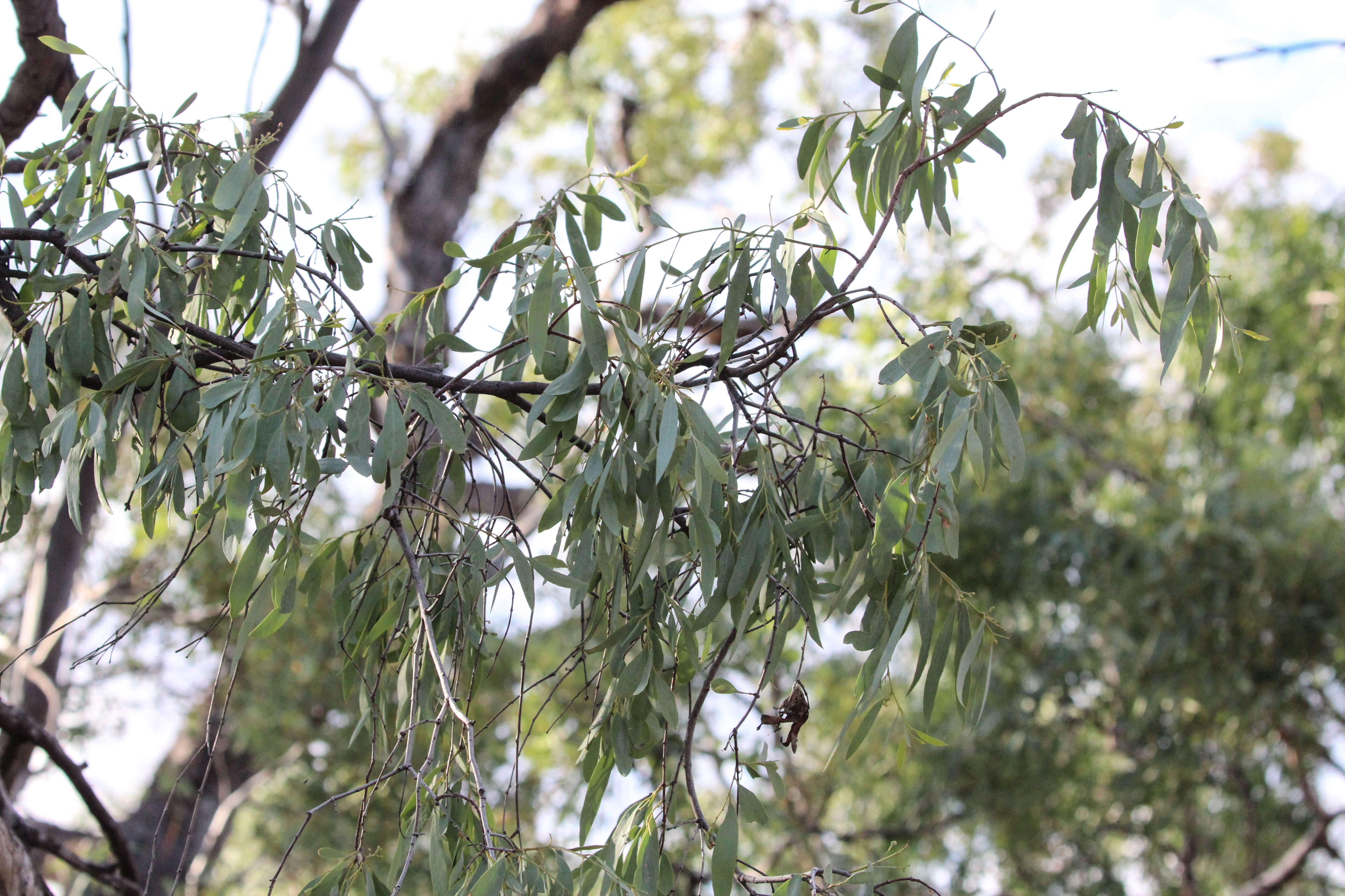 Image of Santalum lanceolatum R. Br.