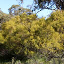 Image of Exocarpos sparteus R. Br.