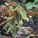 Image of Begonia lubbersii É. Morren