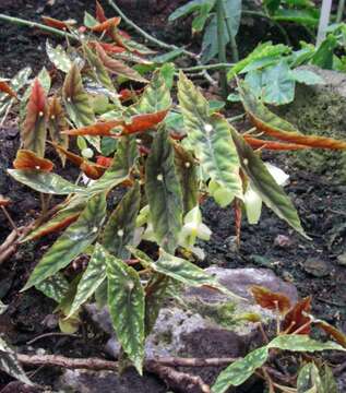 Image of Begonia lubbersii É. Morren