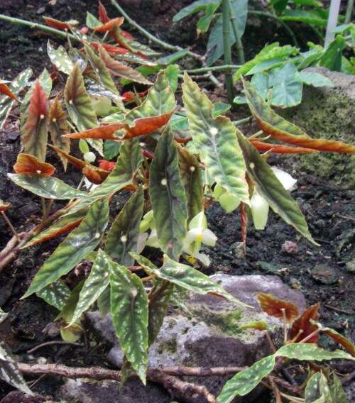 Слика од Begonia lubbersii É. Morren