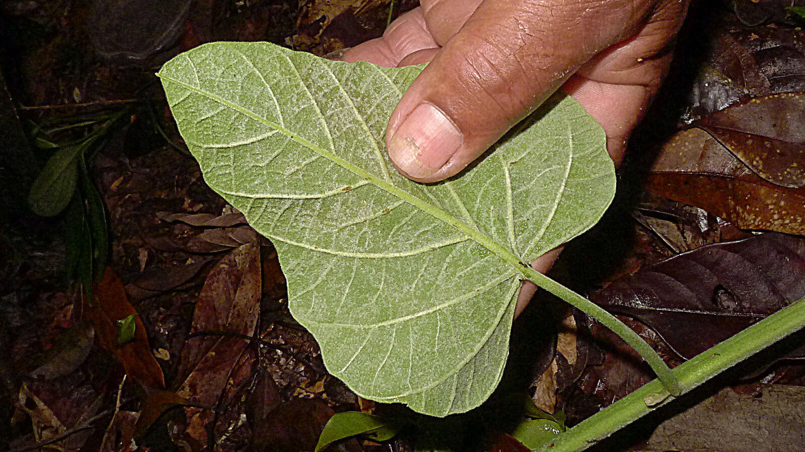 Image of Ipomoea philomega (Vell.) House