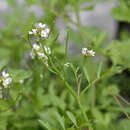 Sivun Cardamine pensylvanica Muhl. kuva