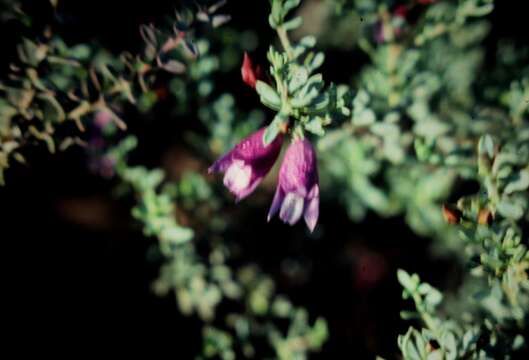 Image of Eremophila weldii F. Muell.