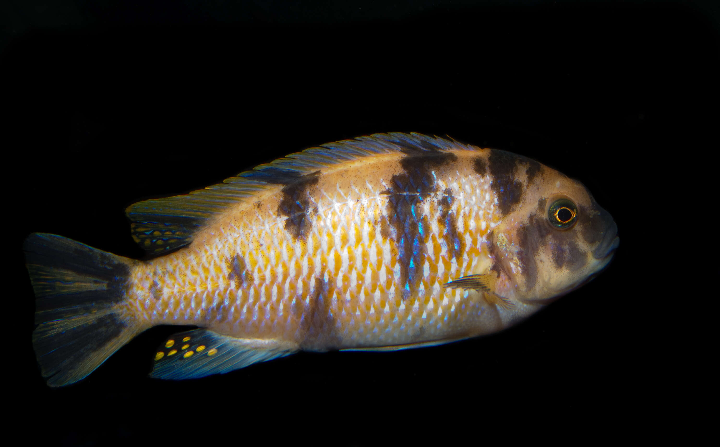 Image of Mbuna Fish