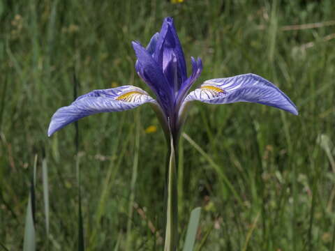 Image of Rocky Mountain iris