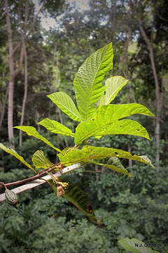 Image of Aoranthe penduliflora (K. Schum.) Somers