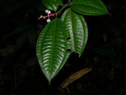 Image of Miconia lateriflora Cogn.