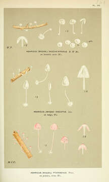 Image of Agaricus discopus