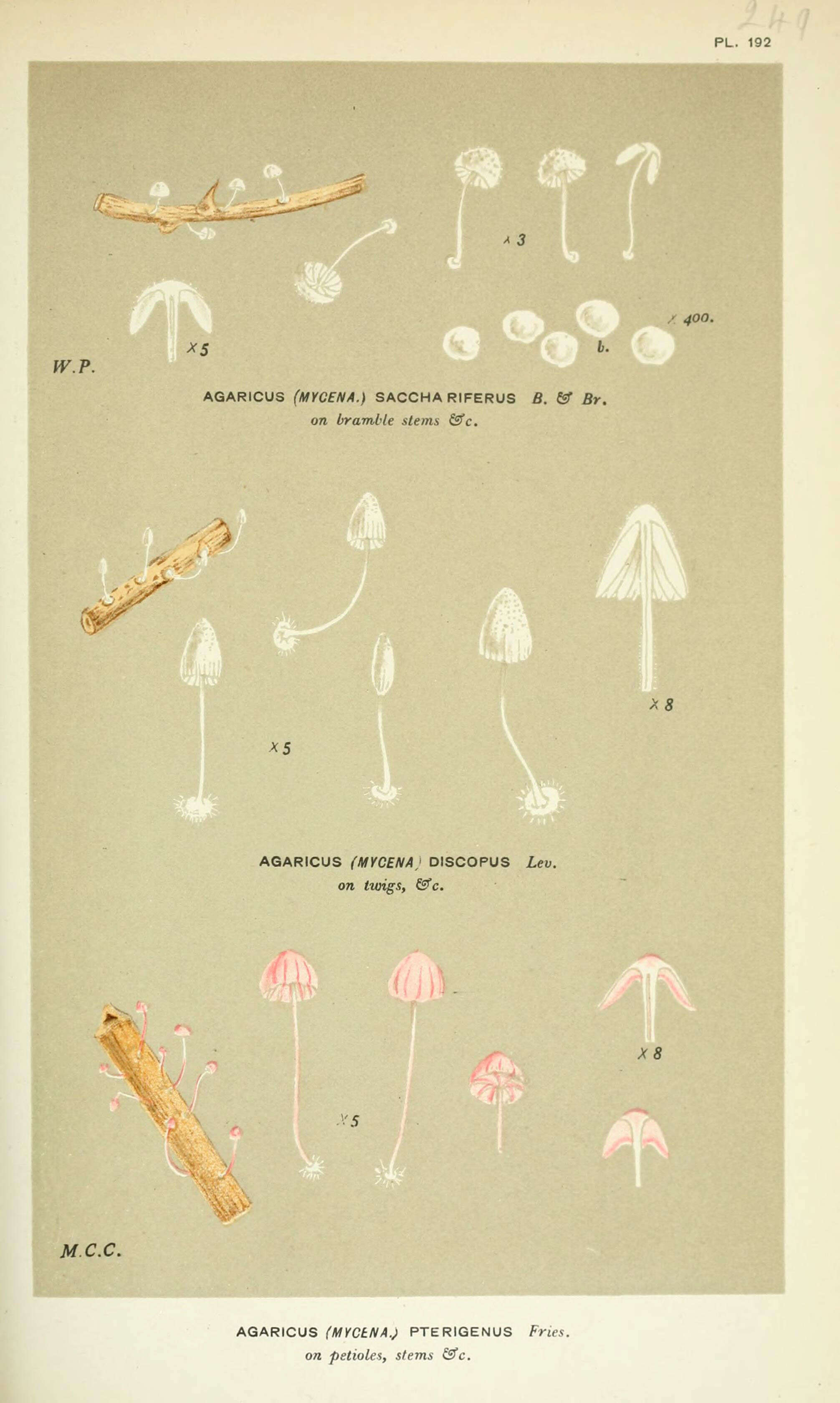 Image of Agaricus discopus