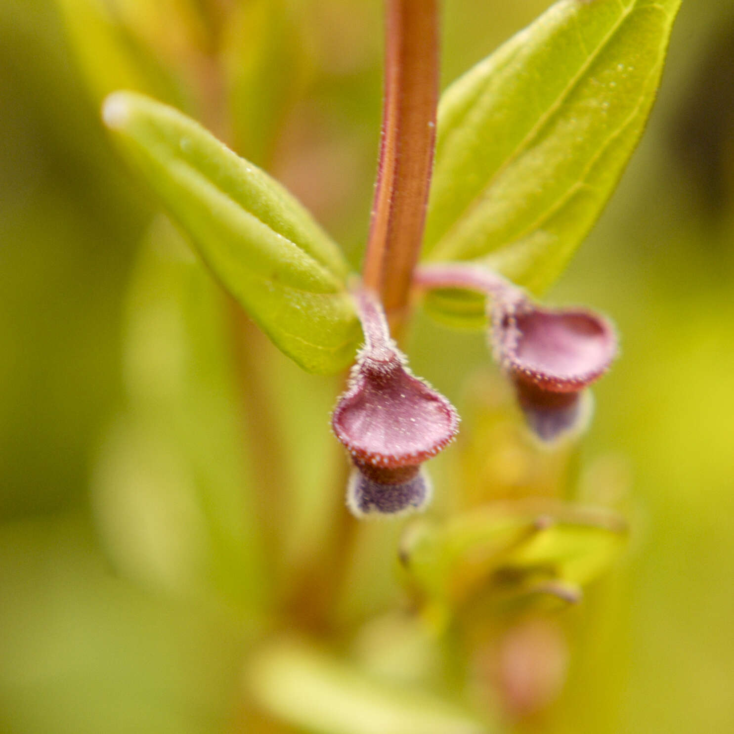 Image of Scutellaria parvula var. leonardii (Epling) Fernald