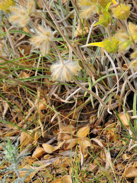 Слика од Phlomis lychnitis L.