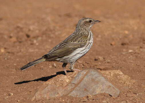 Anthus lineiventris Sundevall 1850的圖片