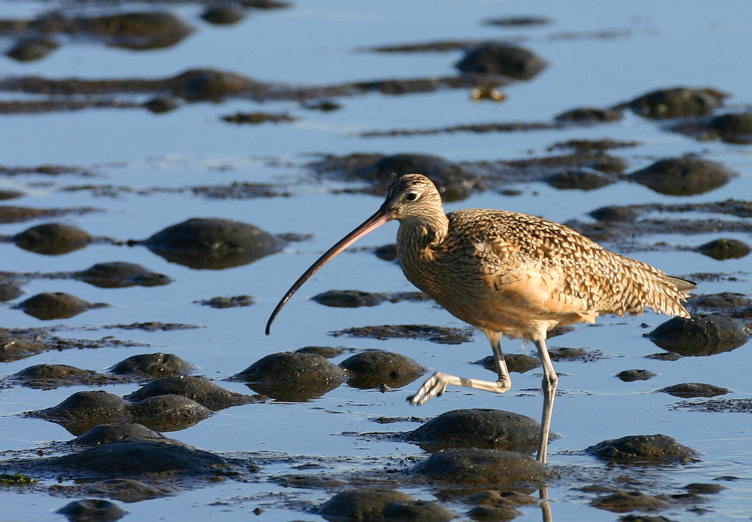 Image of Long-billed Curlew