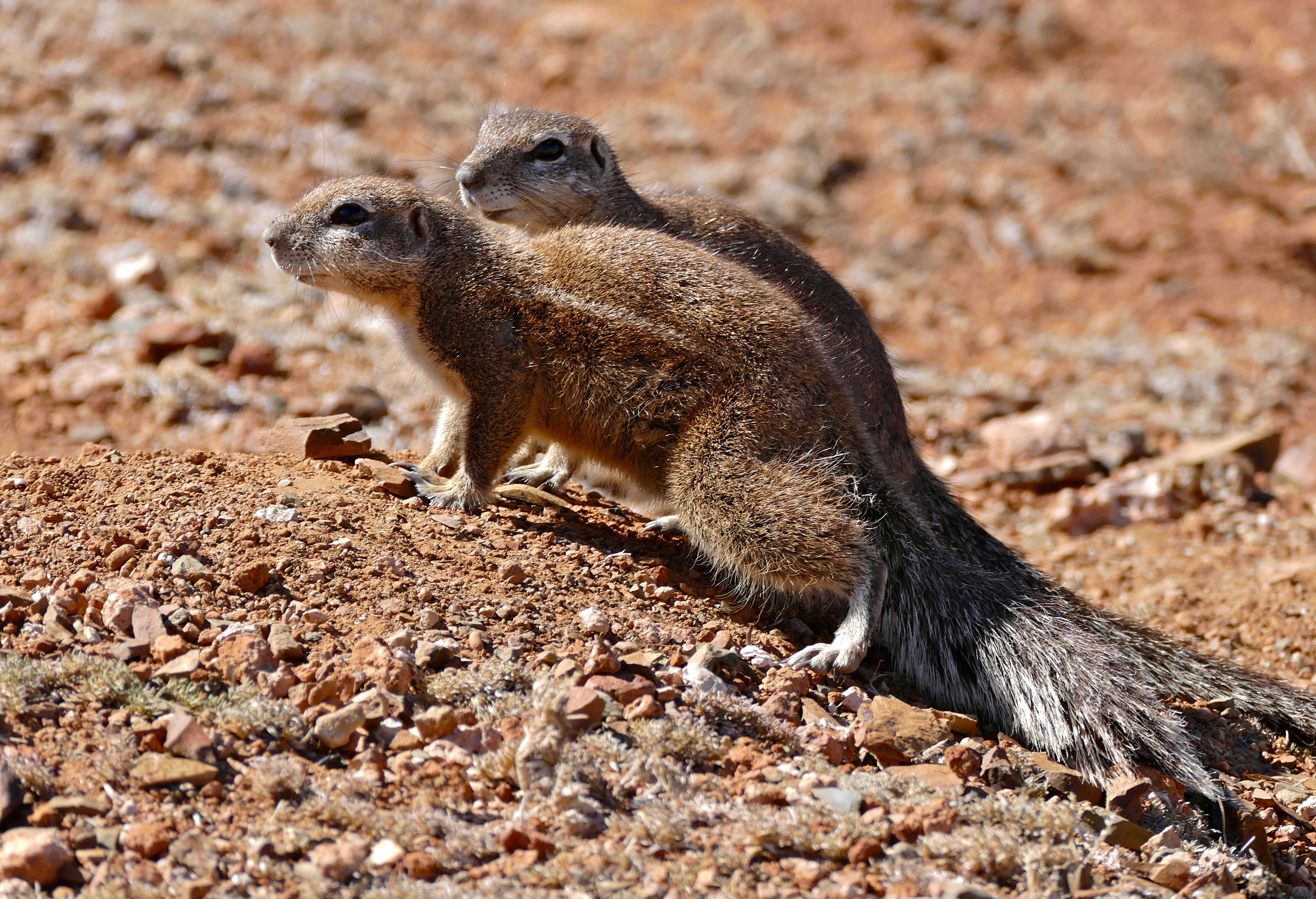 Image of Xerus subgen. Geosciurus Smith 1834