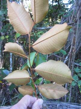 Image of chrysophyllum