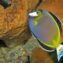 Image of Japan surgeonfish