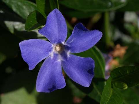 Image of periwinkle