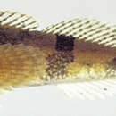 Image of Banded Sculpin