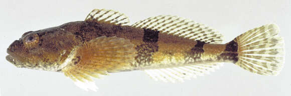 Image of Sculpin