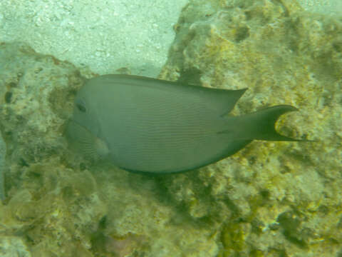 Image of Bristle-toothed Surgeonfish