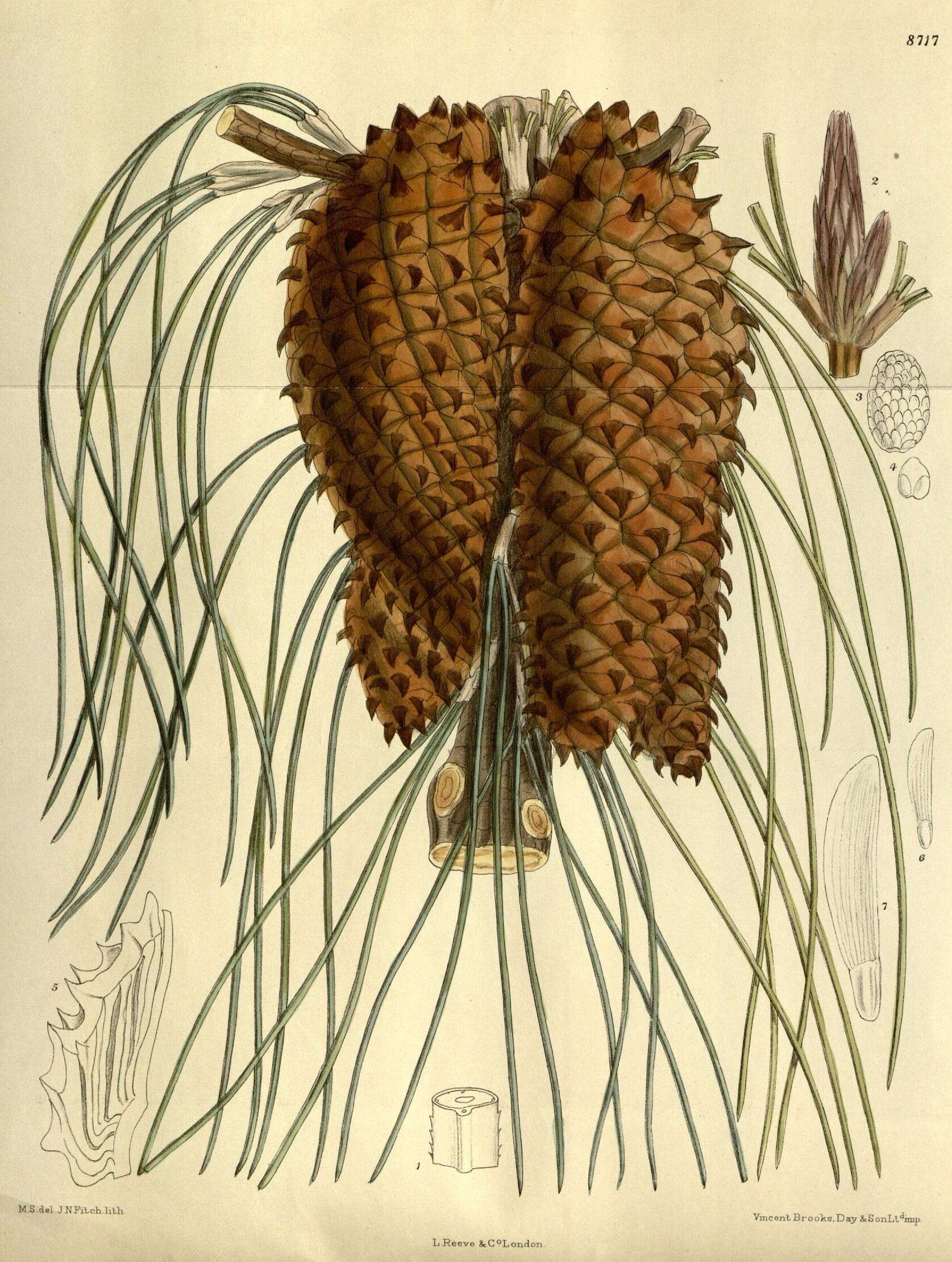 Image of Pine