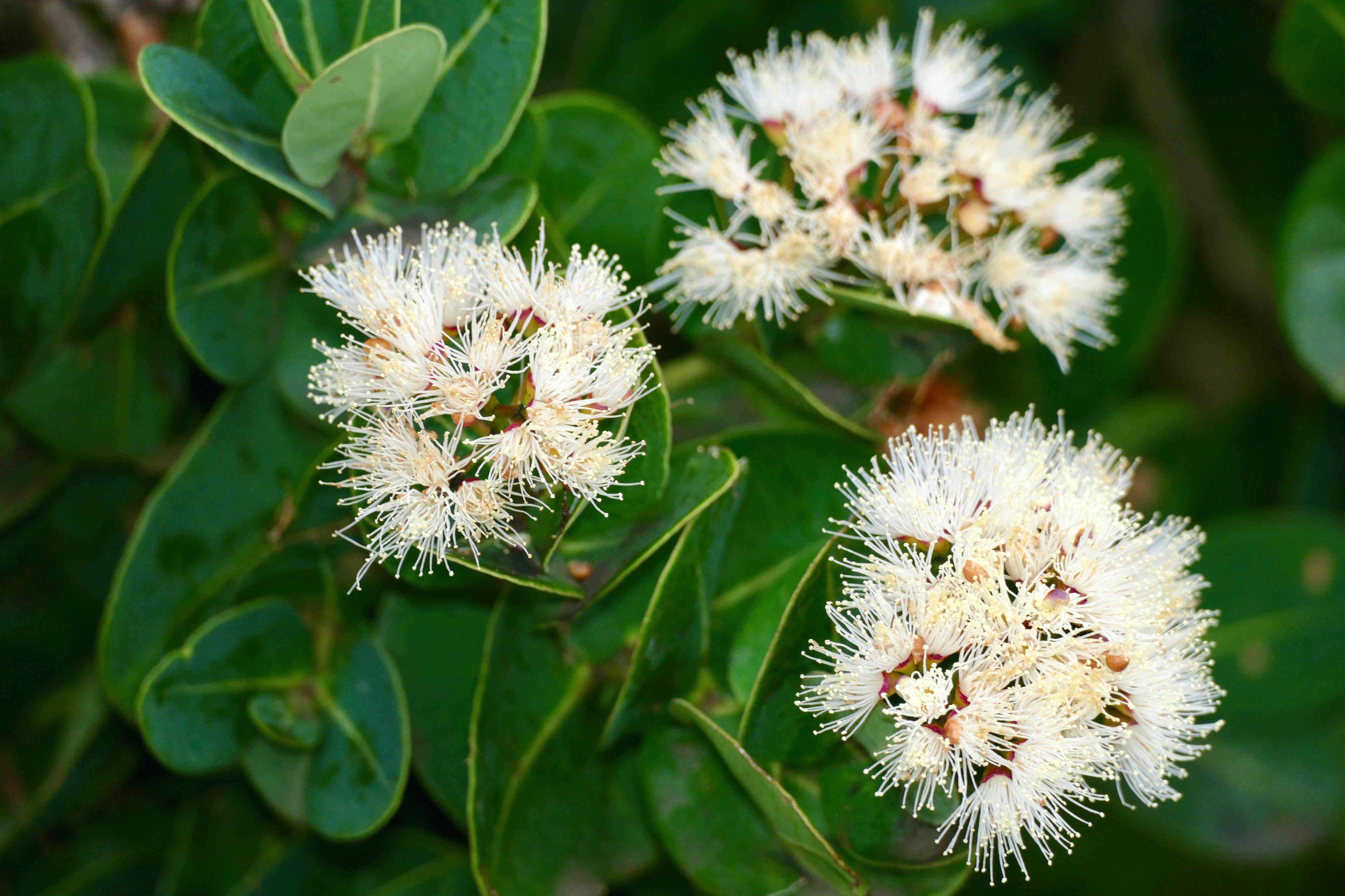 Image of Bush Cherries