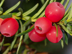 Image of English yew